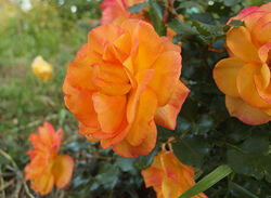 Роза плетистая Сахара Германия желто-оранжевый bn